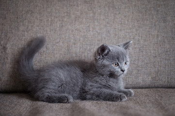 British Shorthair, kitten, shot indoors