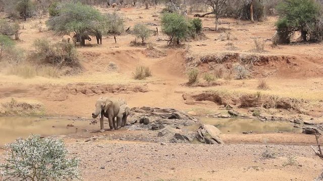 African Elephants herd drinking at river