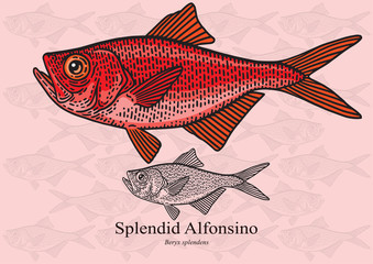 Splendid Alfonsino. Vector illustration for artwork in small sizes. Suitable for graphic and packaging design, educational examples, web, etc.