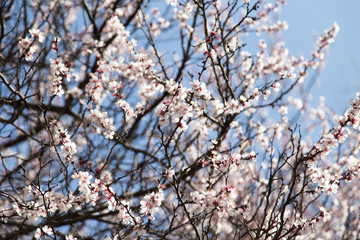 flowers on the tree against the blue sky