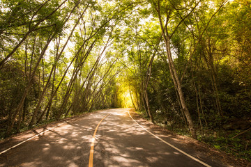 Curve road and rubber tree tunnel
Country asphalt road with sunrise at the end of the tunnel