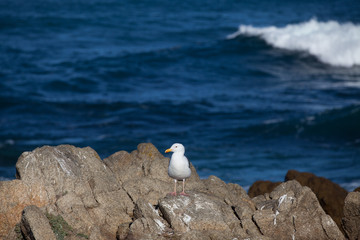 Seagull on a rock, California, USA