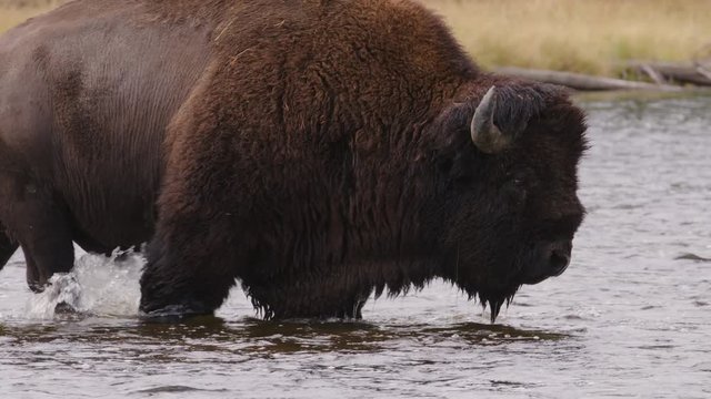 Slow motion of American bison crossing river