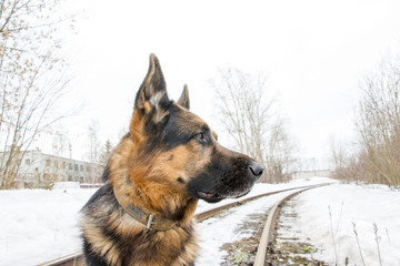 German shepherd dog is guarding an important object