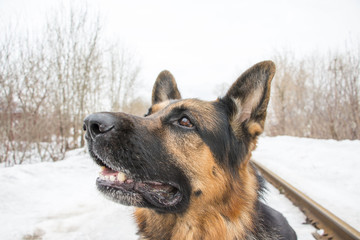 German shepherd dog is guarding an important object