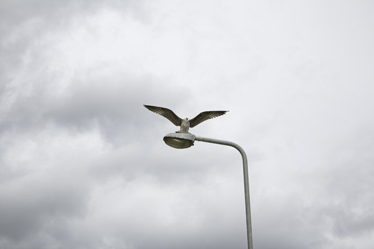 Seagull flying sky