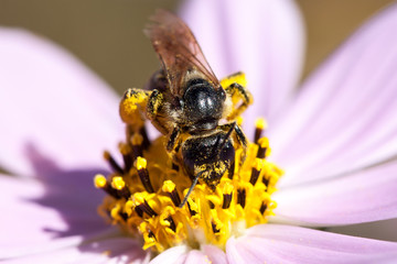 Close-up of bee on white flower.