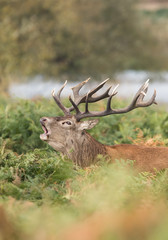 Red Deer, Deers, Cervus elaphus - Rut time.