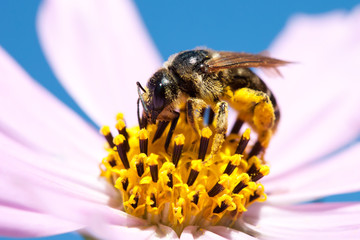 Close-up of bee on white flower.