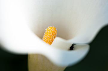 Pistil of arum lily.