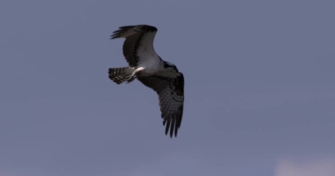 Slow motion of osprey flying in sky