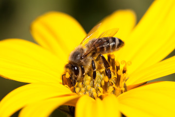 Close-up of bee on yellow flower.