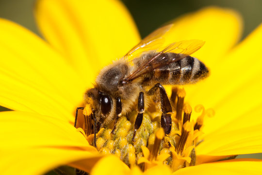Close-up of bee on yellow flower.