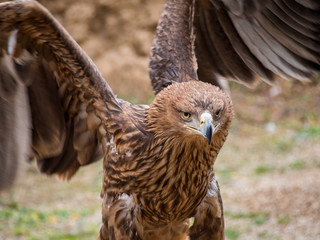 Eagle close up portrait