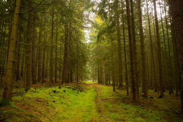 Forest road