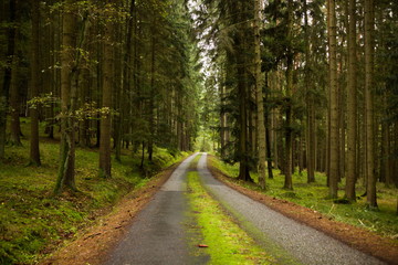 Forest road