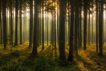 Morning forest