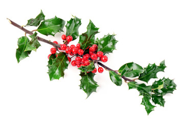 agrifoglio fondo bianco - Natale