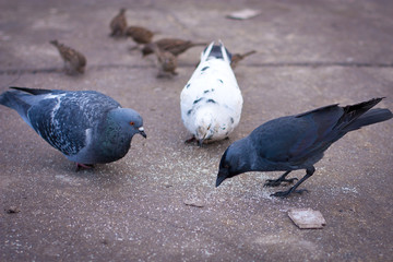 Галка,голуби и воробьи клюют корм