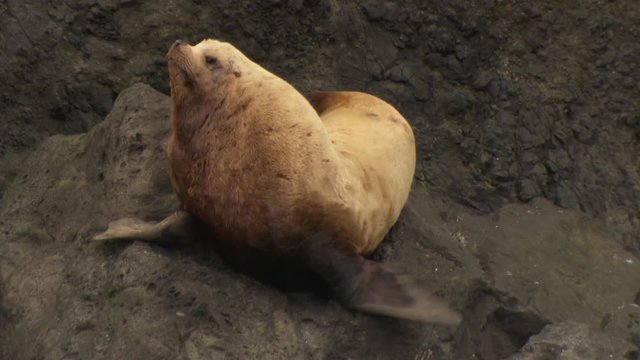 Close up of steller sea lion lying on large rocks