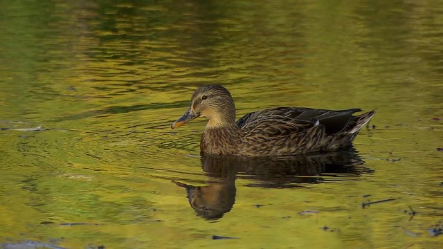 Tracking shot of duck swimming in water