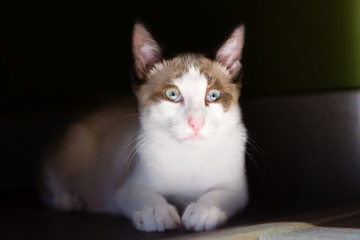 Obraz premium Portrait of Light brown and white cat isolated on dark backgroun