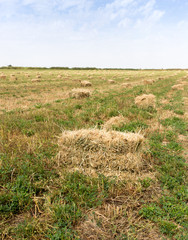 Fototapeta na wymiar bales of hay in the field