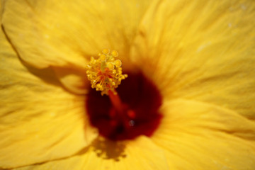 Close up of Yellow Chinese hibiscus