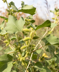green prickly grass outdoors