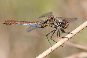 Close-up of a dragonfly