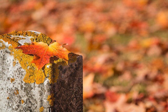 Fallen maple leaf on tombstone in autumn cemetery