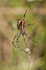 Detail spider on a web. 