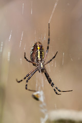 Detail spider on a web. 