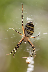 Detail spider on a web. 