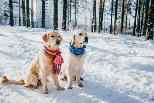 Portrait of a dog wearing a scarf outdoors in winter. two young golden retriever playing in the snow in the park. Dog Clothes