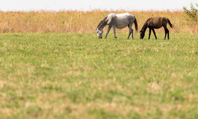 two horses on pasture at nature