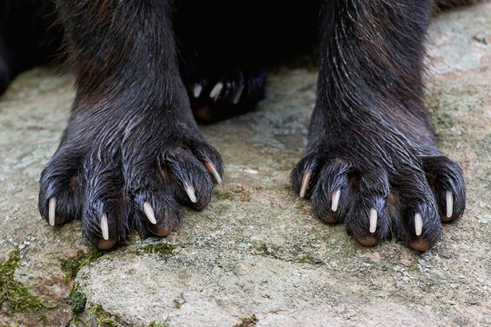 Paws of a Wolverine (Gulo gulo) Stock Photo | Adobe Stock