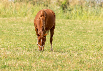 Fototapeta premium a horse in a pasture in nature