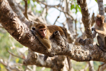 Bonnet Macaque monkey sitting on tree, Sri Lanka