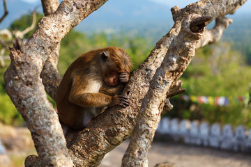 Bonnet Macaque monkey sitting on tree, Sri Lanka