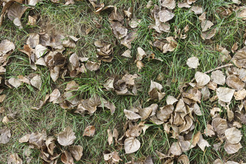 Texture of green grass and yellow leafs on it.