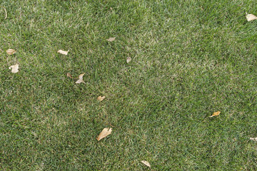 Texture of green grass and yellow leafs on it.