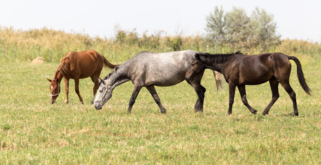 Obraz na płótnie Canvas Three horses in a pasture in nature