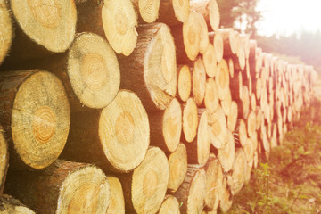 Wood