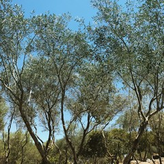 olive tree grove