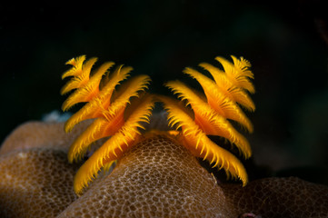 Christmas tree worm (Spirobranchus giganteus)