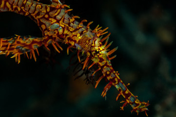 Ornate Ghost Pipefish, Nudi Retreat2