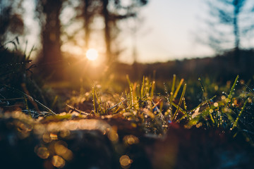 Травинки с каплями воды после утреннего заморозка на...