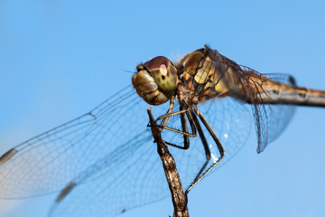Close-up of a dragonfly