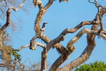 White-throated Kingfisher sitting on tree against blue sky, Yala National Park, Sri Lanka